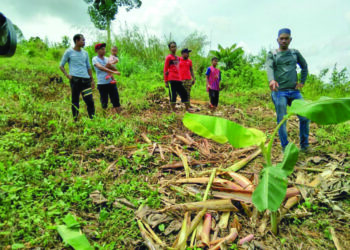 MASYARAKAT Orang Asli di kawasan pedalaman Gua Musang, Kelantan sering menanggung kerugian apabila gajah merosakkan tanaman yang diusahakan mereka.
– UTUSAN/AIMUNI TUAN LAH