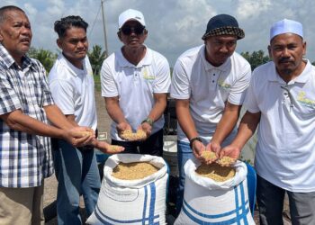 ABDUL Rashid Yob (dua dari kanan) bersama petani dan anggota NGO Pesawah menunjukkan benih padi yang didakwa tidak berkualiti di Kampung Megat Dewa, Kubang Pasu.
