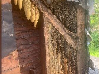 SEBANYAK 450,000 ekor lebah dialihkan dari dalam dinding sebuah rumah di Pennsylvania, Amerika Syarikat. - AGENSI