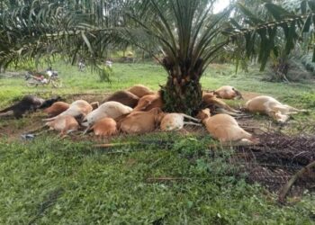 SEBANYAK 19 lembu ditemukan mati bergelimpangan berhampiran satu sama lain di sekeliling pokok kelapa sawit, dipercayai akibat dipanah petir di Gua Musang hari ini. - UTUSAN/AIMUNI TUAN LAH