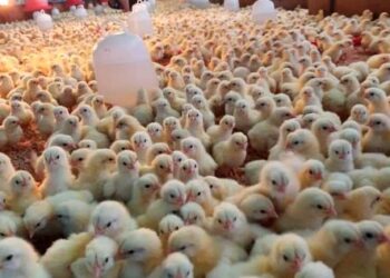 Penternak ayam dakwa alami kerugian besar sepanjang pelaksanaan Skim Harga Maksimum Keluarga Malaysia  apabila menanggung kenaikan kos pengeluaran.