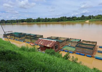 PENGUSAHA ikan terpaksa mengosongkan sangkar dan menukar tali ikatan baharu sebagai persediaan menghadapi musim tengkujuh di Temerloh, Pahang.