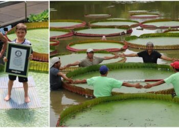 SPESIES teratai gergasi Victoria Boliviana tersenarai dalam Guinness World Record.-AGENSI 