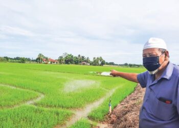 HASBULLAH Hassan menunjukkan pokok padi di sawahnya yang memerlukan baja untuk tumbesaran di Kampung Alor Berala, Mukim Tobiar, Pendang, Kedah. - UTUSAN/MOHD. RIFAAT ABD. HAMID