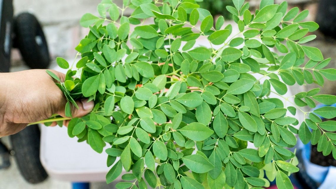 Bayar yuran pengajian dengan kelapa, daun kelor - Utusan ...