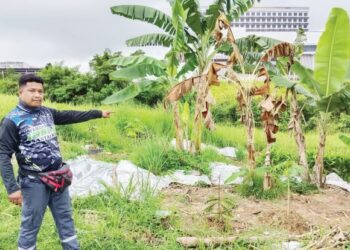 MUHAMMAD Gadaffi Abdul Manaf menunjukkan tanaman yang dirosakkan babi hutan di Taman Ixora 137, Seremban 3, Seremban. – UTUSAN/ZAKKINA WATI AHMAD TARMIZI