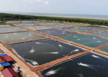 SEBANYAK 15,000 kg udang harimau 'terkandas' di kolam ternakan di Sebatu, Jasin selepas kedai makan khususnya tidak lagi dapat beroperasi seperti biasa selepas pelaksanaan PKP sejak tahun lalu. - UTUSAN/DIYANATUL ATIQAH ZAKARYA