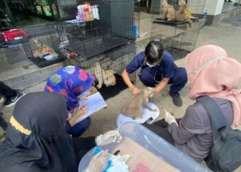 SUASANA sukarelawan klinik bergerak misi perubatan menyantuni haiwan mangsa banjir di Selangor baru-baru ini. – Foto ihsan Mavma