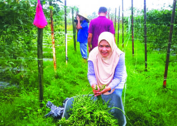 NAZILAH Idris menunjukkan sayur kacang panjang yang ditanam dekat kebunnya di Klang, Selangor. - UTUSAN/ABDUL RAZAK IDRIS