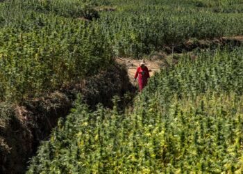 PENDUDUK sedang berjalan di ladang ganja di kampung Azila, wilayah Ketama di Maghribi. - AFP 