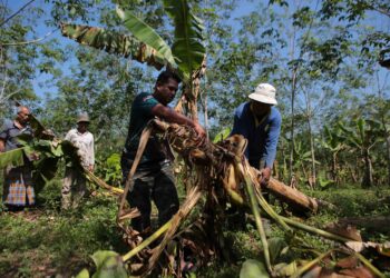PENDUDUK kampung menunjukkan hasil tanaman mereka yang rosak teruk didakwa angkara sekumpulan gajah liar yang berkeliaran dan turut mencetuskan kebimbangan orang ramai di Kampung Pinang dan Kampung Tong Pelu, Pedu di Padang Terap. – UTUSAN/SHAHIR NOORDIN