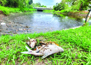 SUNGAI yang jernih bertukar kehitaman dengan ratusan ikan ditemukan mati terapung dipercayai akibat pencemaran di Sungai Ngulang, Padang Besar, Perlis.