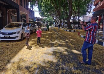 AZLI Shafie meramkan gambar dua anaknya di kawasan bunga Angsana luruh di  Padang Garong, Kota Bharu, Kelantan. – UTUSAN/ROSALWANI CHE SOH