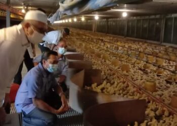 Kartel didakwa memonopoli industri ayam sehingga penternak seolah-olah diperhambakan kartel. - UTUSAN/SHAMSUL KAMAL AMARUDIN
