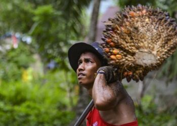 PEKERJA ladang mengangkat tandan sawit di sebuah ladang di Nagan Raya, Aceh. – AFP