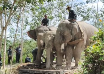 GAJAH dinamakan Yon Tawai (tengah) diapit gajah denak, Abot (kanan) dan Rambai  untuk dibawa menggunakan treler khas bagi proses pemindahan ke Taman Negeri Royal Belum, Gerik hari ini. - UTUSAN