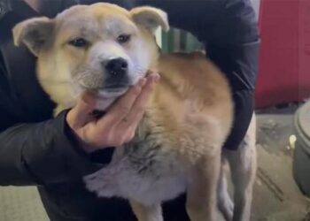 TANGKAP layar gambar seekor anjing yang diselamatkan dari rumah itu. - AGENSI 