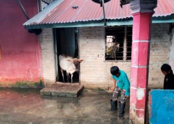 ANAK lembu yang dipindahkan ke dalam rumah oleh penduduk yang terjejas banjir di Teluk Intan, Perak. - UTUSAN/AIN SAFRE BIDIN