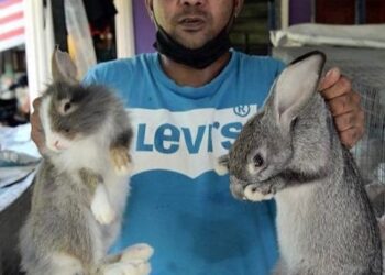 SHAHRIZAN Mansor menunjukkan arnab ternakannya yang diselamatkan dari banjir.