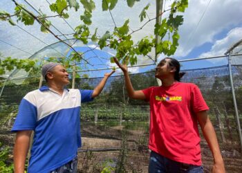 NUR Taufiq Yusuf (kanan) menunjukkan anggur yang ditanam di kebunnya di Kampung Batu 31, Machang, Kelantan. – UTUSAN/YATIMIN ABDULLAH