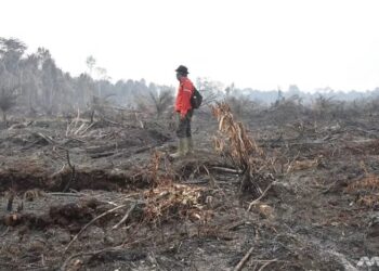 ANGGOTA bomba memantau keadaan kawasan hutan yang terbakar di Riau, Indonesia pada 2019. - AGENSI