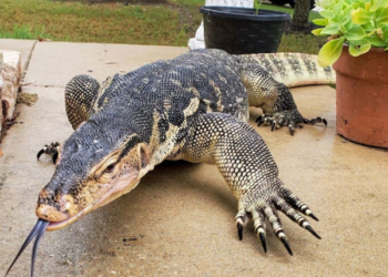 SEORANG penunggang ojek terkejut selepas menerima tempahan untuk membawa biawak di Jakarta, Indonesia. - GAMBAR HIASAN