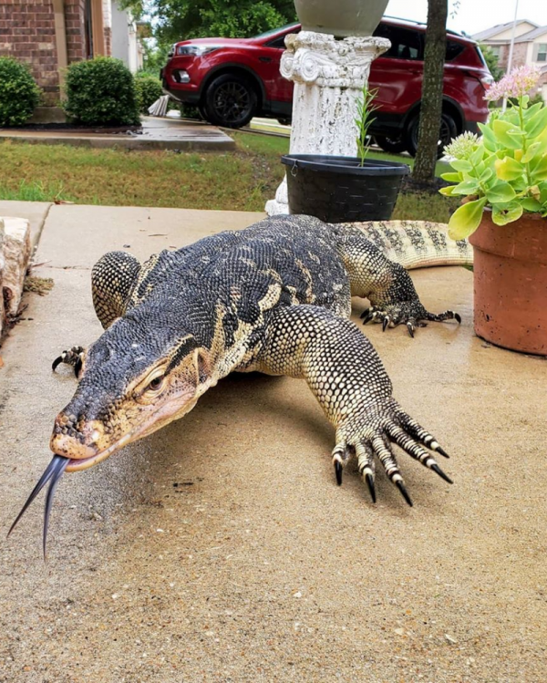 Penunggang ojek terkejut terima tempahan hantar biawak