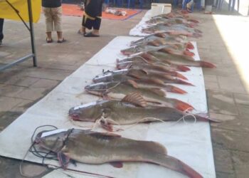 SEBAHAGIAN daripada 50 ekor ikan baung ekor merah seberat 300 kilogram yang ditangkap peserta pertandingan Moh Buru Baung Ekor Merah di Jerantut Feri, Jerantut, Pahang. - UTUSAN/HARIS FADILAH AHMAD