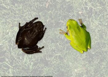 SPESIES katak pokok biasanya berwarna hijau muda namun saintis menemukan haiwan ambifia itu yang mempunyai kulit hitam. - PEN NEWS