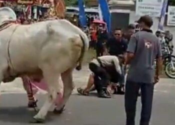 TANGKAP layar menunjukkan anggota DPRD Sleman, Raudi Akmal terjatuh selepas lembu yang ditungganginya mengamuk di Yogyakarta. - AGENSI