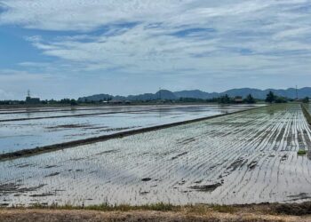 LEMBAGA Kemajuan Pertanian Muda (MADA) menjangkakan kadar takungan air di Empangan Pedu, Kedah masih mampu menyalurkan bekalan ke kawasan tanaman padi di bawah seliaan mereka. -UTUSAN/ASYRAF MUHAMMAD