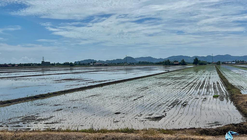 Cuaca panas: Empangan Pedu masih mampu bekal air ke sawah padi - Utusan ...