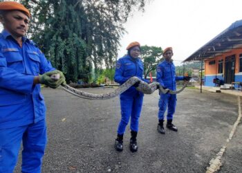ANGGOTA APM Daerah Kulim menunjukkan ular sawa yang menelan tiga ekor ayam yang berjaya ditangkap di Bandar Putra, Kulim di sini hari ini. -UTUSAN/AZAHAR HASHIM