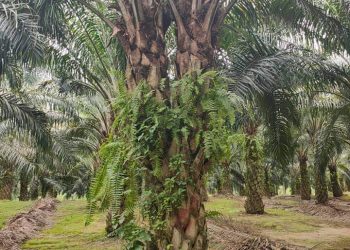 Pokok kelapa sawit bercabang dua di sebuah ladang persendirian di Telemong, Bentong.