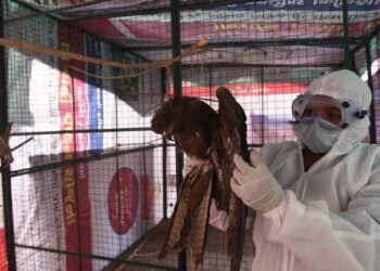 SUKARELAWAN merawat burung yang cedera di pusat perlindungan haiwan sementara di Ahmedabad, India. - AFP