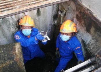 ANAK kucing yang berjaya diselamatkan anggota Angkatan Pertahanan Awam (APM) Hulu Terengganu selepas terpaksa berjalan itik sejauh lima meter dalam longkang di stesen bas di Kuala Berang, Hulu Terengganu hari ini. - NOOR HAYATI MAMAT