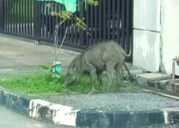 SEEKOR babi hutan yang berkeliaran di  Taman Tunku Sarina Azzalea, Jitra, Kubang Pasu, Kedah. - UTUSAN/NUR ANATI JUHARI
