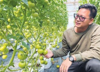 CHUNG Chia Khang menunjukkan tomato yang ditanam di ladang sayurnya di Tanah Tinggi Lojing, Gua Musang, Kelantan. – FOTO/AIMUNI TUAN LAH