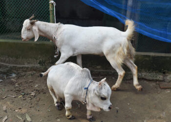 RANI kini menjadi ‘bintang’ di Bangladesh apabila menjadi tumpuan pelbagai pihak. - AGENSI