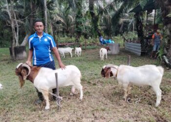 ZAMZIRIN YUSOF bersama kambing yang dipanggil Janggut di kandangnya di Kampung Puteri Menangis, Ayer Baloi, Pontian, Johor.