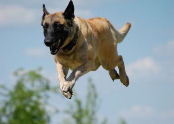 BELGIAN Malinois dinamakan sebagai anjing paling bijak di dunia. - AGENSI