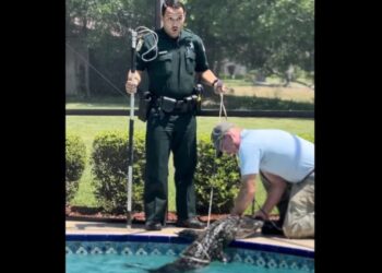 ROBERT Santiago kelihatan terkejut ketika Scott Swartley menangkap buaya di kolam renang sebuah rumah di Melbourne baru-baru ini.-AGENSI