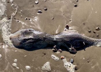 SEEKOR haiwan aneh seperti makhluk asing ditemui terdampar di pesisir pantai Littlehampton di Barat Sussex.-AGENSI