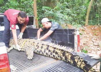 BANGKAI seekor buaya tembaga betina ditemukan tersangkut dalam pukat nelayan di Umbai, Jasin, Melaka.