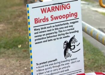 PAPAN tanda peringatan mengenai serangan burung berbahaya di Taman Glindemann, Brisbane. - 9NEWS