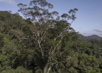 POKOK angellim vermelho merupakan pokok paling tinggi di hutan hujan Amazon, Brazil. -   AFP   