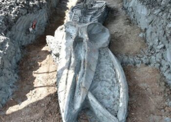 FOSIL ikan paus dari spesies Bryde ditemukan di Thailand. - AGENSI