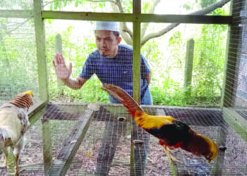 MUJAHID Zulkfle menunjukkan antara spesies  burung yang diternak di Kampung Bukit Gasing, Marang, Terengganu. – UTUSAN/NOOR HAYATI MAMAT