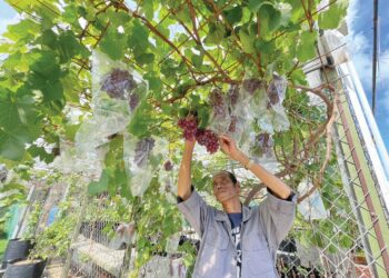 MOHD. Hisham Md. Isa memetik salah satu daripada 50 spesies anggur yang ditanam di tapak semaiannya di Simpang Empat, Alor Setar. – UTUSAN/JAMLIAH ABDULLAH