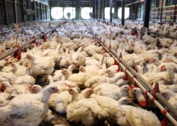 PENYALURAN segera subsidi disusuli penubuhan lembaga unggas dilihat antara cara berkesan untuk mengawal ekosistem ternakan ayam dan penghasilan telur.
